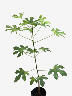 Imagen de Brachychiton Acerifolius
