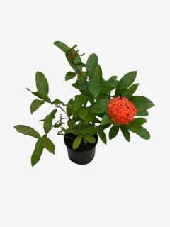 Ixora Coccinea - tienda online