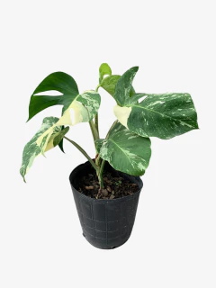 Monstera Variegada - tienda online