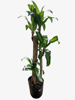 Palo de agua - tienda online