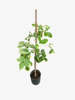 Limón Variegado con copa en internet