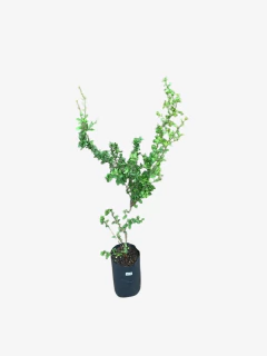 Moradillo - VallsGarden