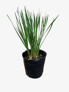 Tulbaghia violacea - tienda online