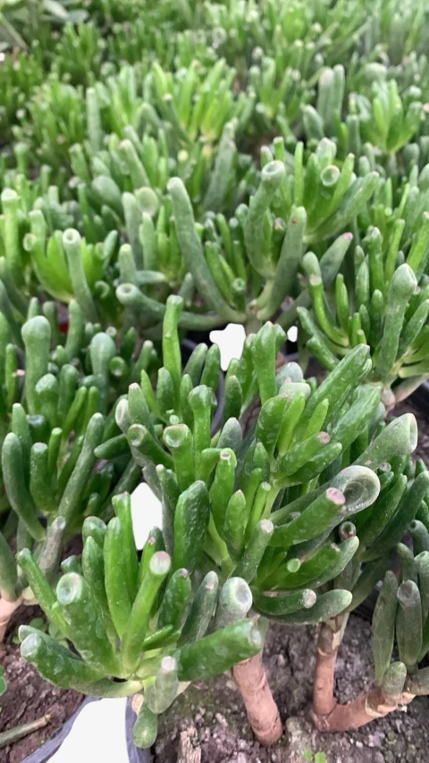 Crassula m13 - comprar online