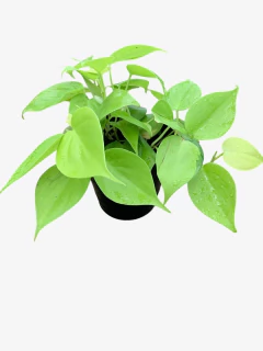 Cordatum Lemon - VallsGarden