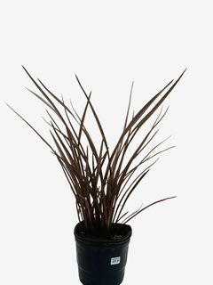 Phormium Atropurpurea Nana (formio) - comprar online