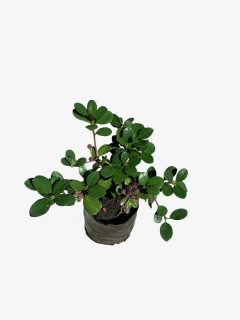 Raphiolepsis Umbellata en internet