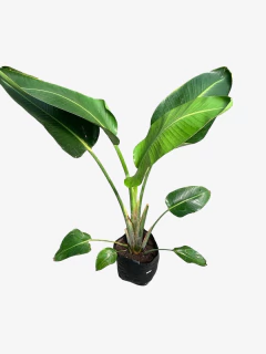 Strelitzia Nicolai - tienda online