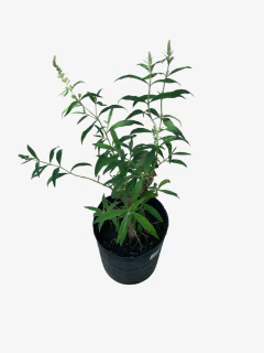 Buddleia Davidii en internet