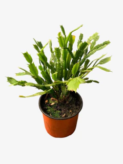 Cactus Santa Teresita - VallsGarden
