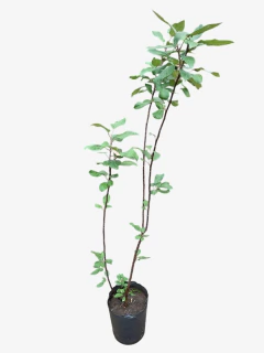 Manzano de Flor en internet
