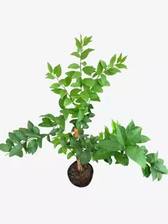 Mandarina Encore - comprar online