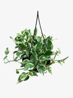 Pothus Joy - VallsGarden