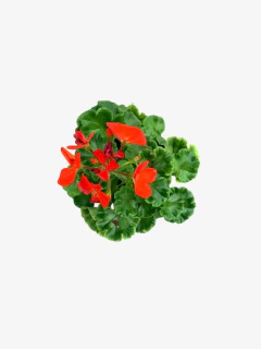 Malvon - comprar online