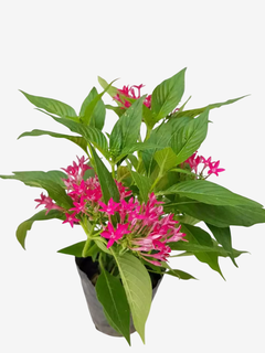 Pentas - comprar online