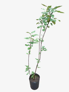 Manzano de Flor