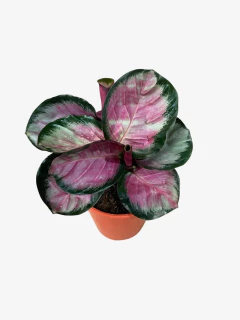 Calathea Rosy