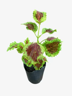 Coleus Común - tienda online