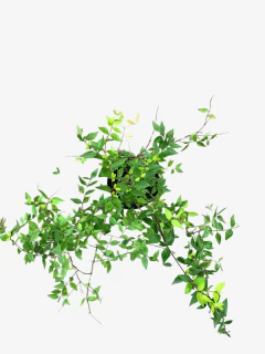 Abelia Grandiflora - comprar online