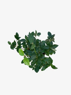 Laurentino compacto - comprar online