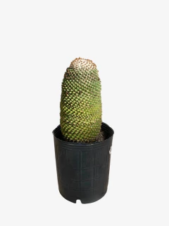 Cactus Toluca - comprar online