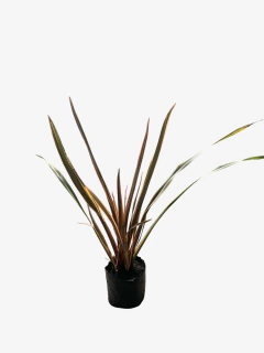 Phormium Tenax "Sundowner"(rosado)