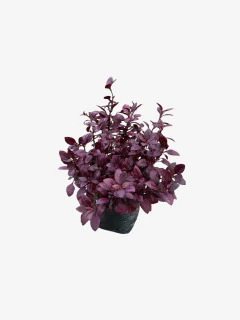 Althernatera Italiana