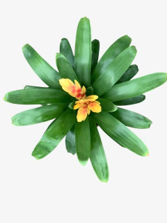 Vresia M14 - comprar online