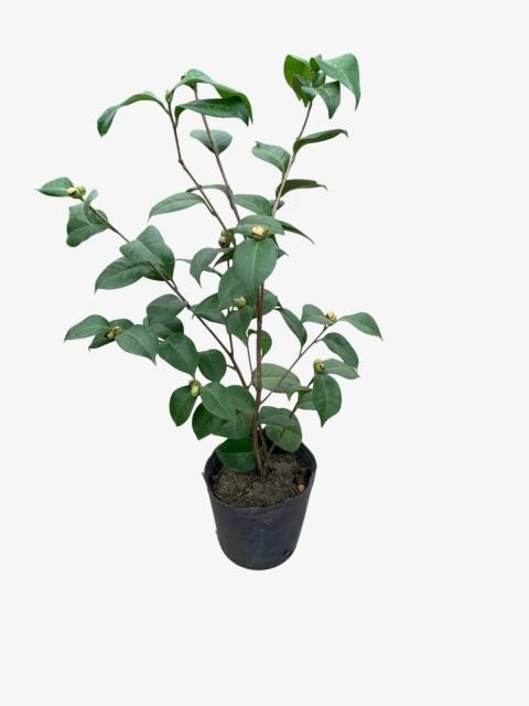 Camellia Japonica - comprar online