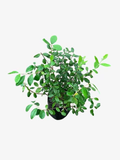 Feijoa Sellowiana (falso guayabo) - VallsGarden