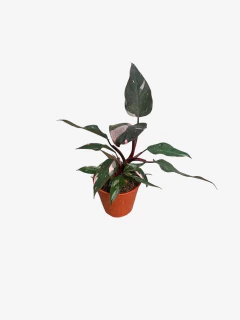 Philodendro Pink Princess - VallsGarden