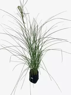 Miscanthus Sinensis Gracillimus en internet