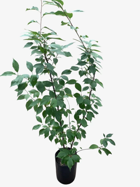 Cerezo de Flor - comprar online