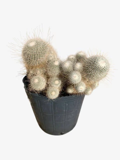 Cactus Mammillaria - comprar online