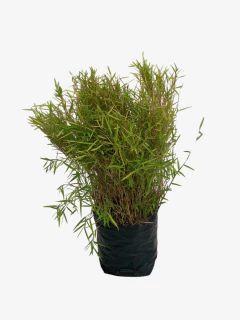 Pogonatherum Junceum (caña enana) - VallsGarden