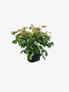 Nandina Fire Power - tienda online