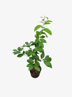 Limon Enano - comprar online
