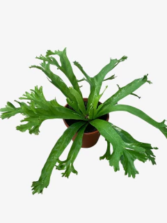 Asplenium Crissie (Bifurcado) - VallsGarden