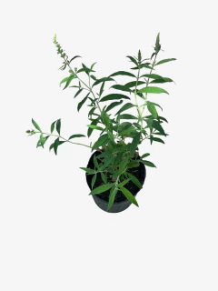 Buddleia Davidii - tienda online