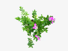 Polygala virgata en internet