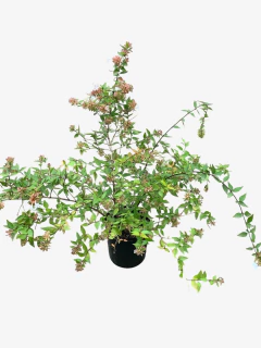 Abelia Grandiflora Aurea - comprar online