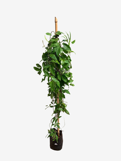 Bignonia Capreolata - tienda online