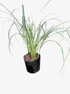 Miscanthus Sinensis Cabaret - VallsGarden