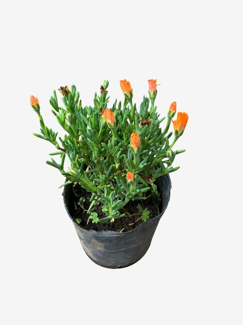 Rayito de sol - comprar online