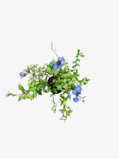 Ceratostigma Plumbaginoides - comprar online
