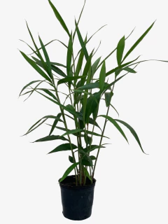 Alpinia Galanga - VallsGarden