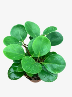 Peperomia Green - comprar online