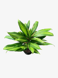 Dracena Kiwi - VallsGarden