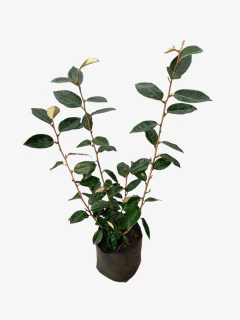 Eleagnus Verde en internet