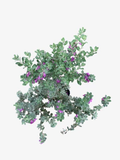 Leucophyllum Compactum - comprar online